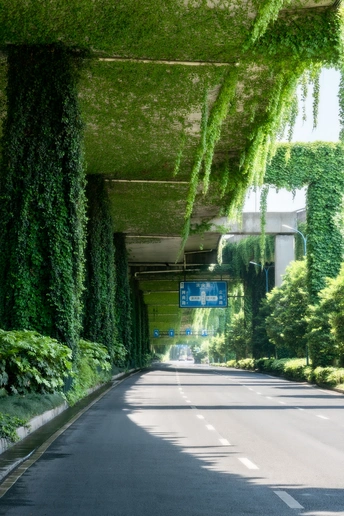 一条覆盖着绿藤和植物的道路上的隧道