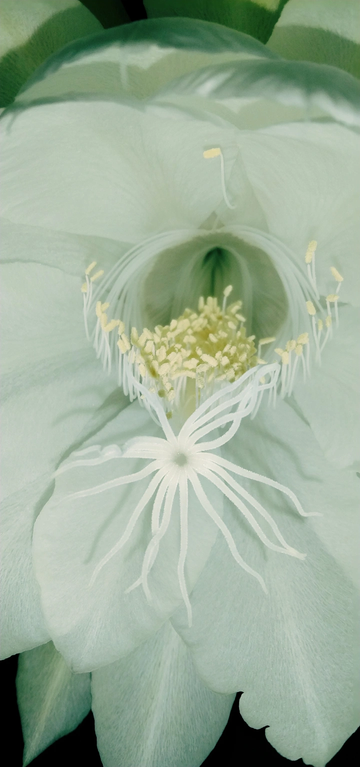 昙花芯香时