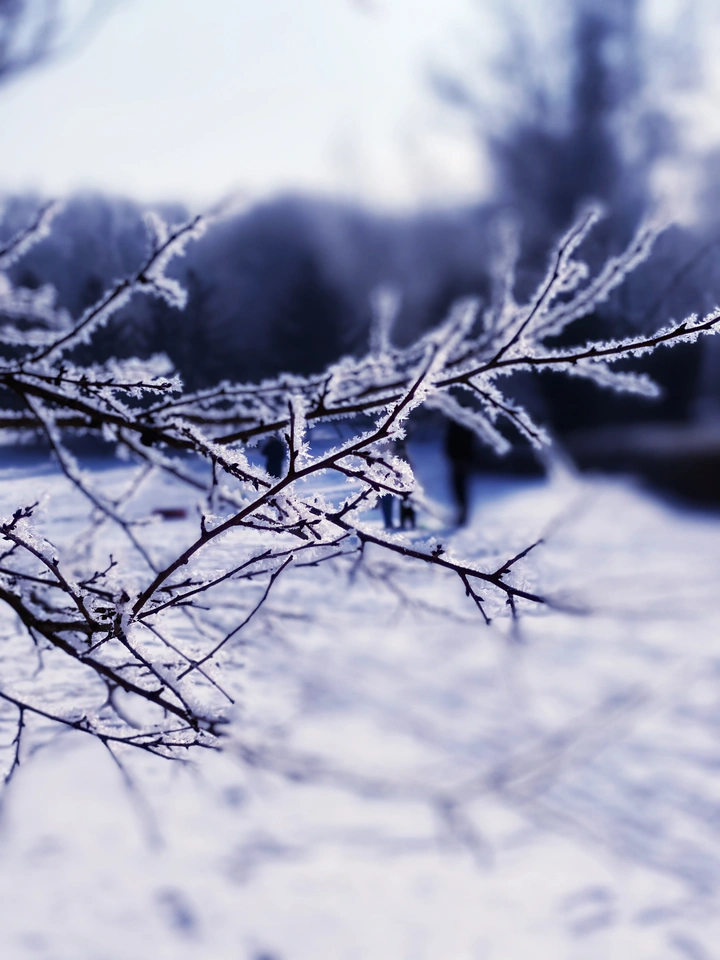 北方的雪