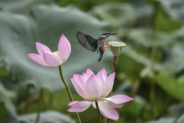 小翠鸟