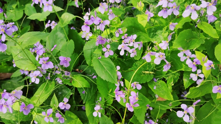 诸葛菜