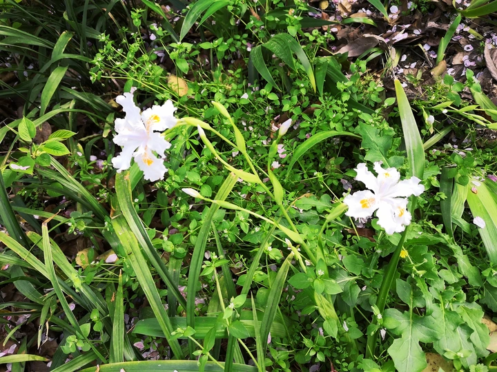 蝴蝶花