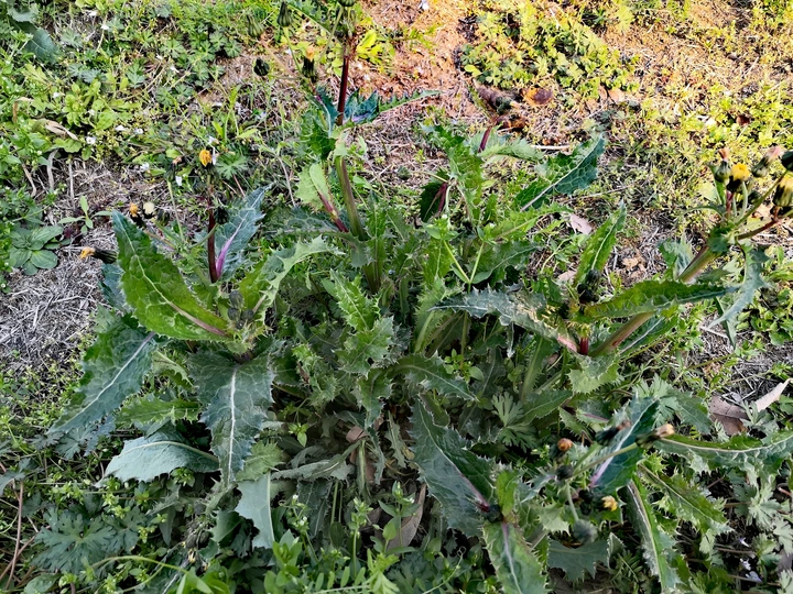 花叶滇苦菜