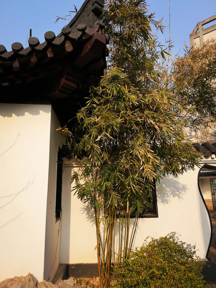 竹