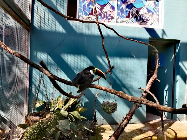 鸟