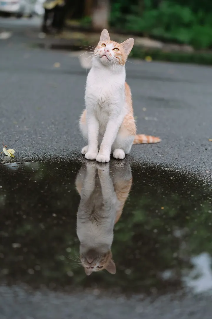 水里有只猫儿