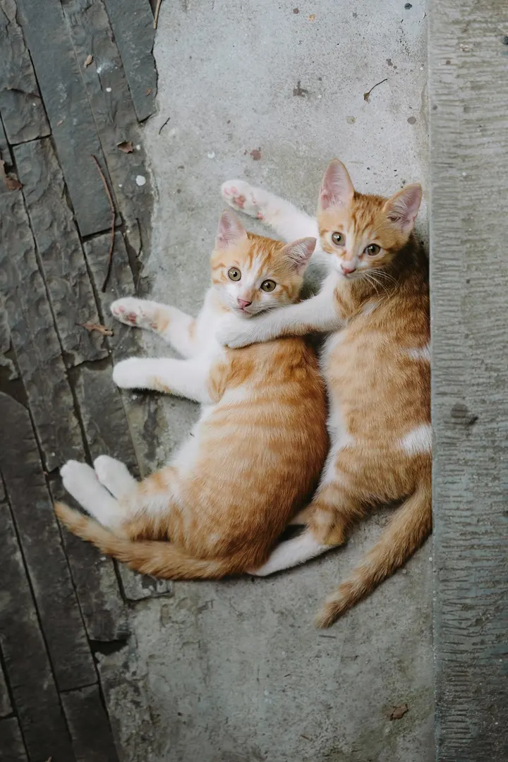 两小无猜