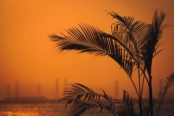 夕阳下 水面波光粼粼 太阳在天空中闪耀 前景中有一棵棕榈树。