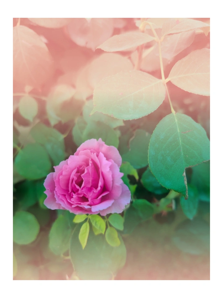 月季花