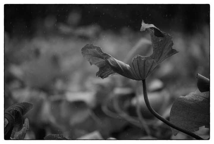 雨中枯荷