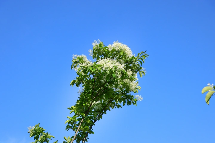 扶桑花