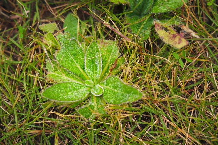 露水与草