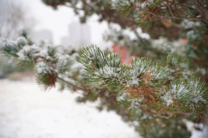 2021年的最后一场雪