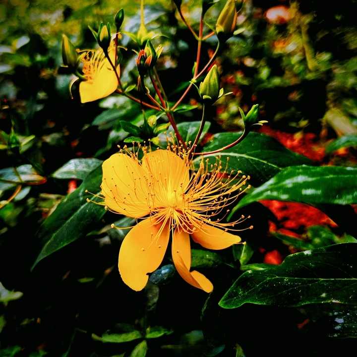 花舞