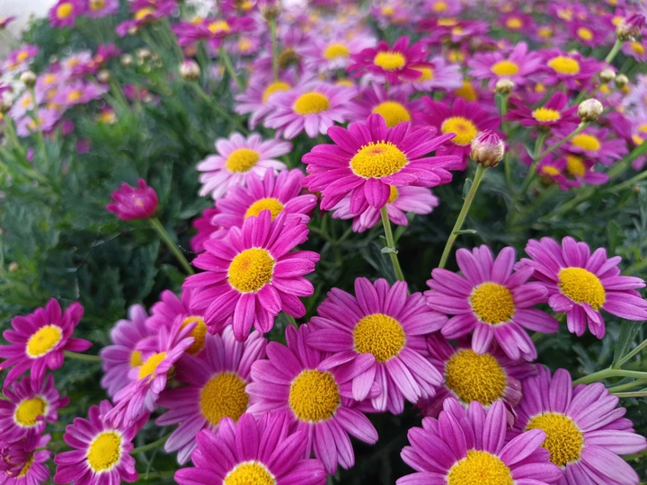 花海