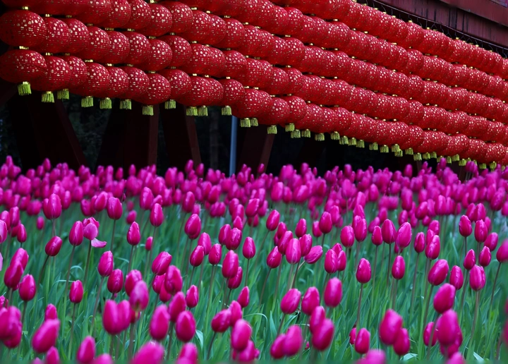 春天里的花