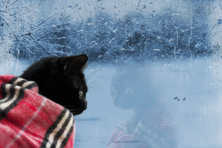 小猫看雪