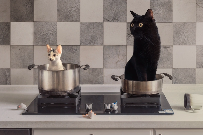 一只黑白相间的猫坐在厨房的炉子上