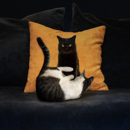 一只黑白相间的猫坐在沙发上