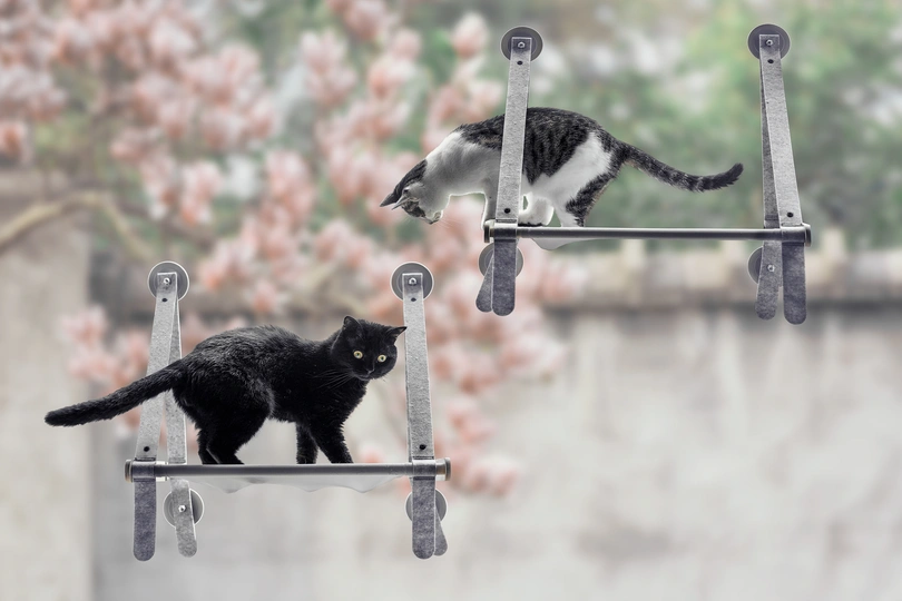 几只黑白相间的猫在金属杆上行走 一只小猫在梯子的顶部攀爬。