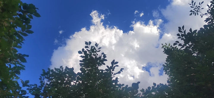 旱地拔葱