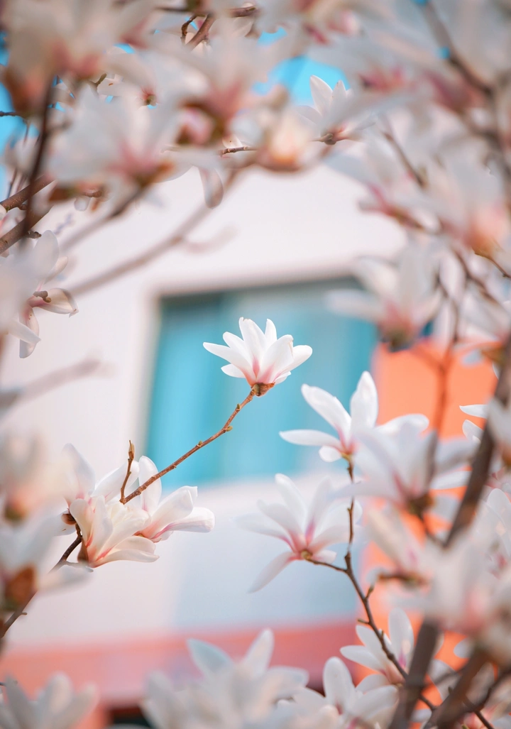 玉兰花开