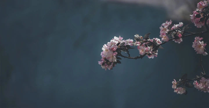 偷来梨蕊三分白，借得梅花一缕魂