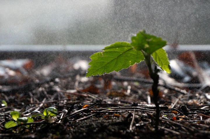 雨纷纷