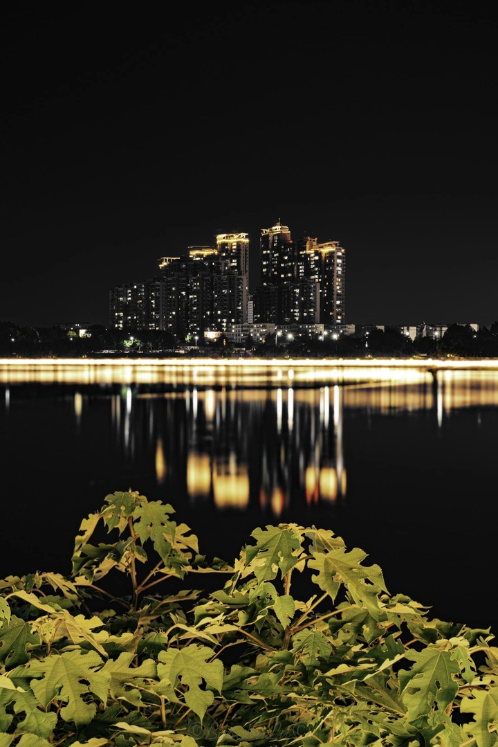 夜与叶