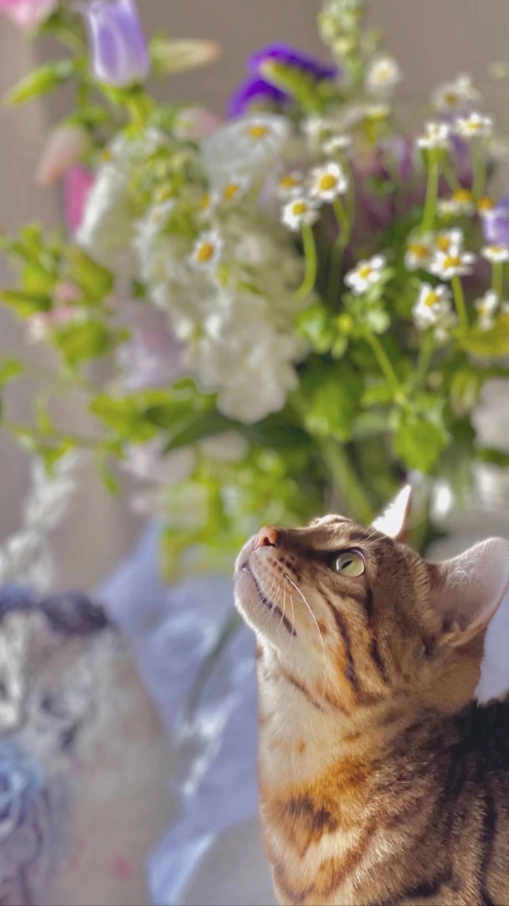 猫猫