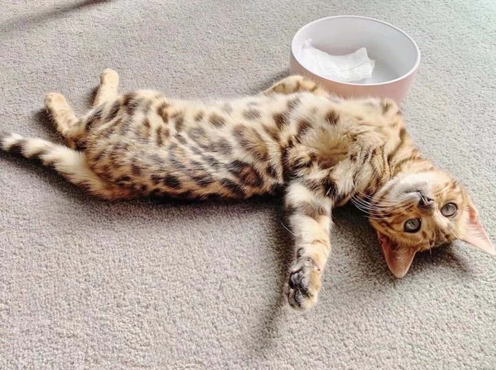 猫猫