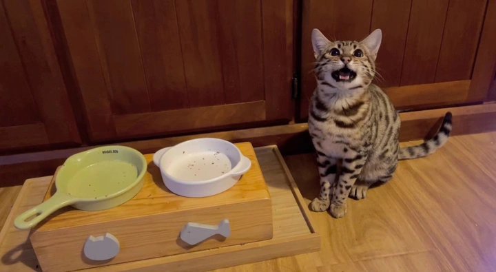 猫猫