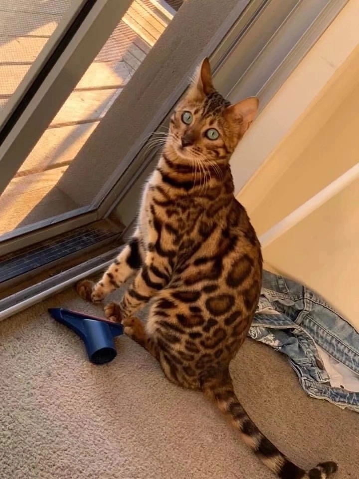 小猫