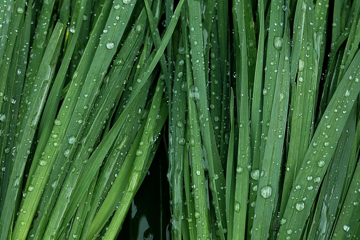 雨后