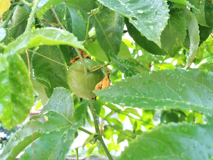 绿色百香果