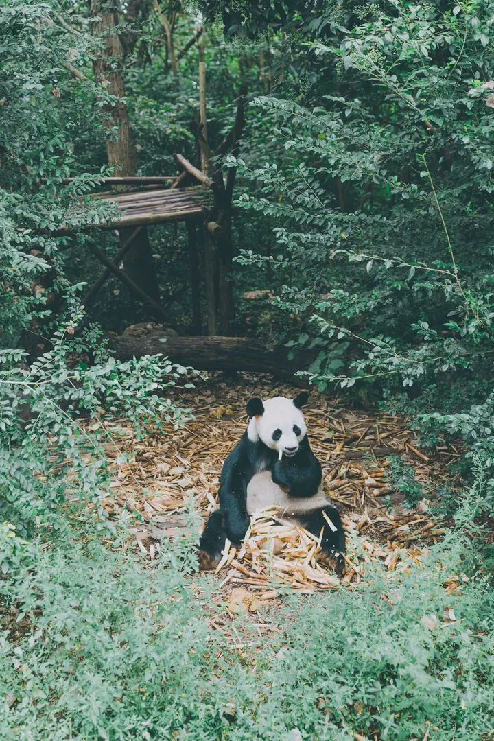 谁能拒绝熊猫呢