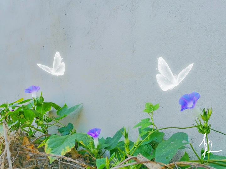 牵牛花