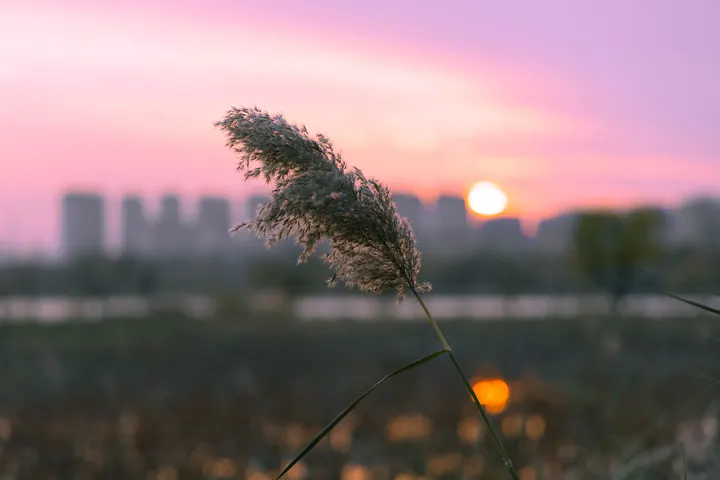 芦苇