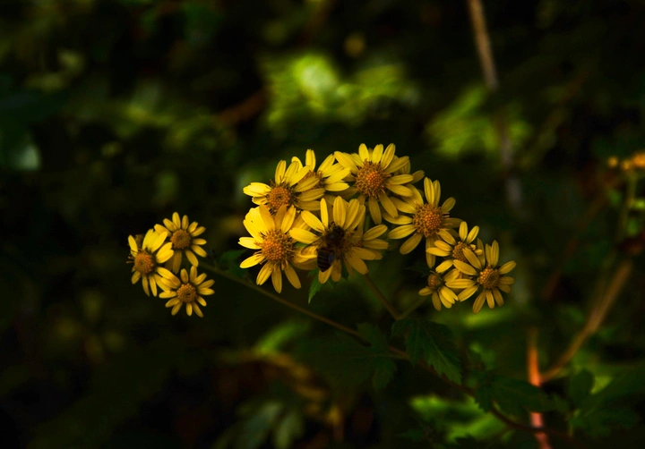 〈菊花〉