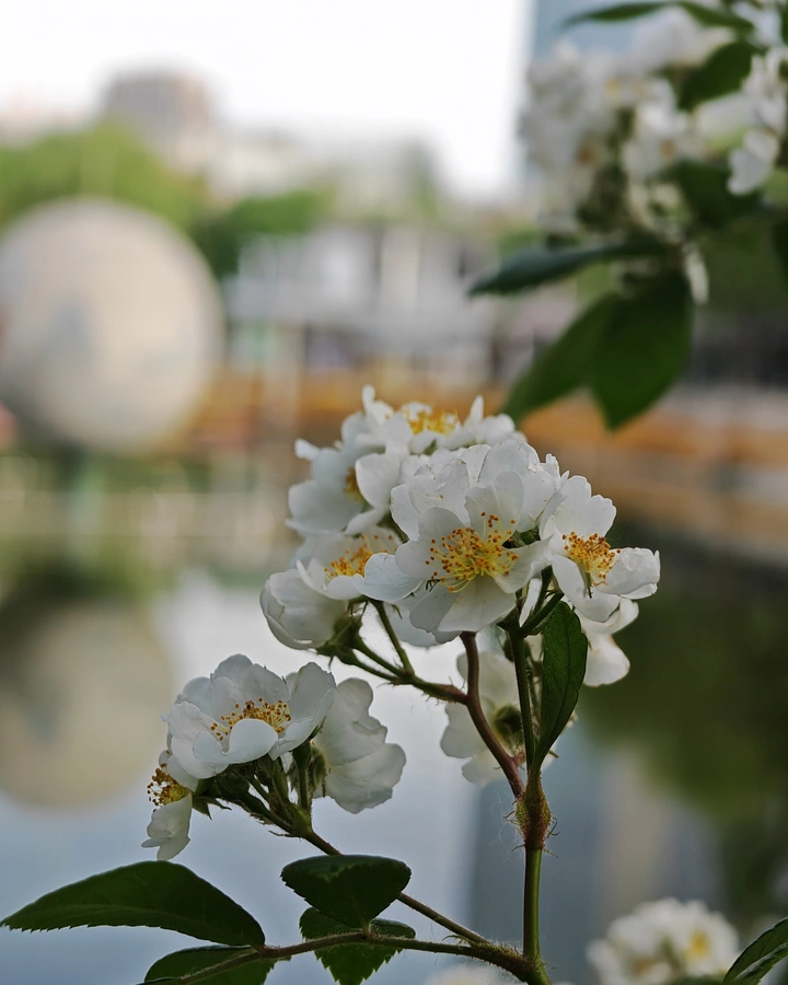 花花世界