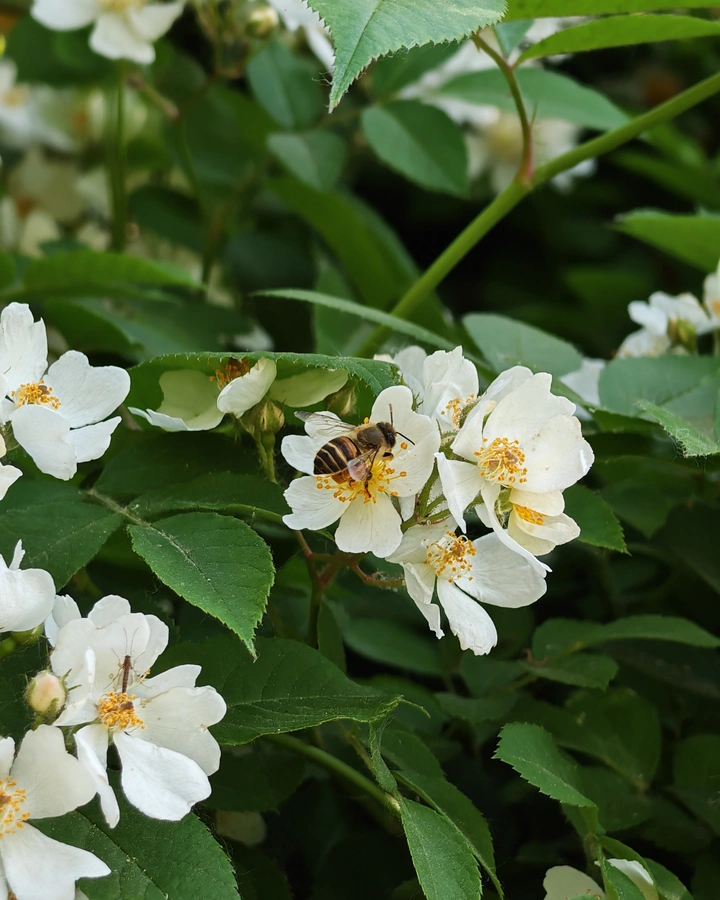 辛苦的蜜蜂🐝