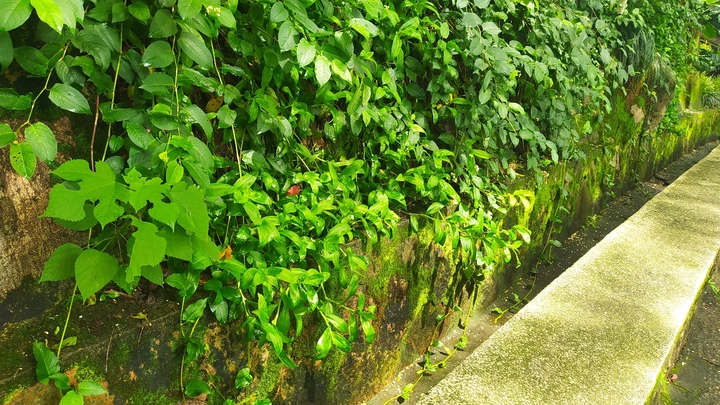 夏日的一角