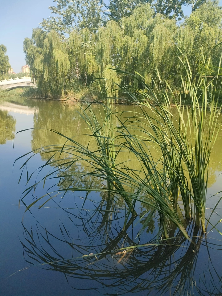 水草之美