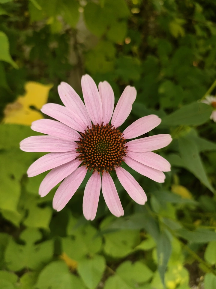 夏花