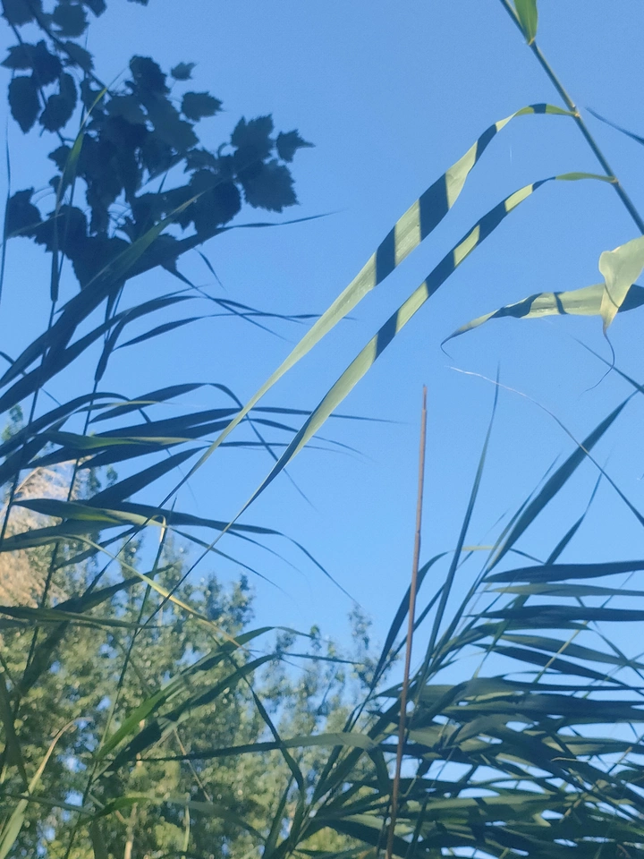 百变芦苇