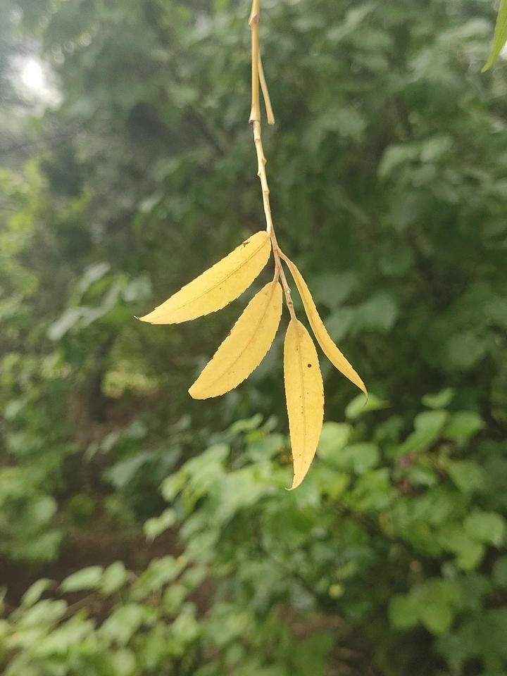 提前入秋