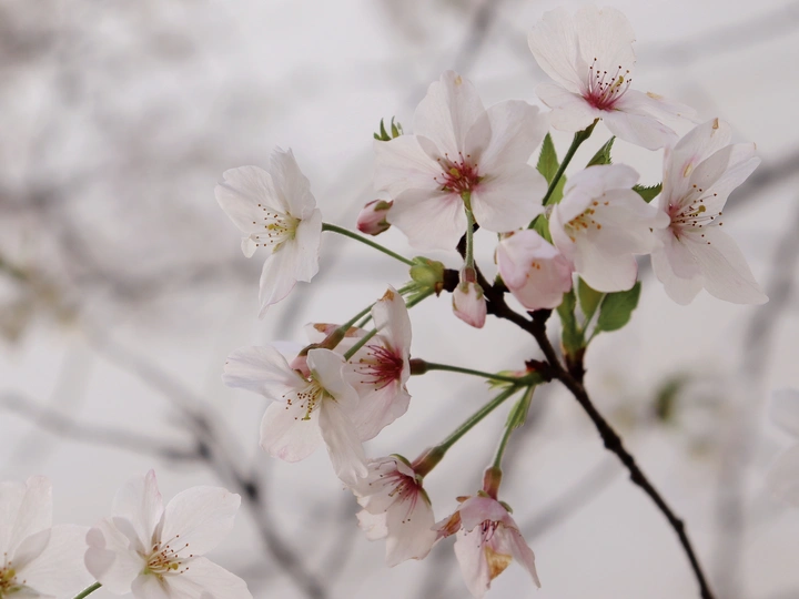 梅花谢后樱花绽