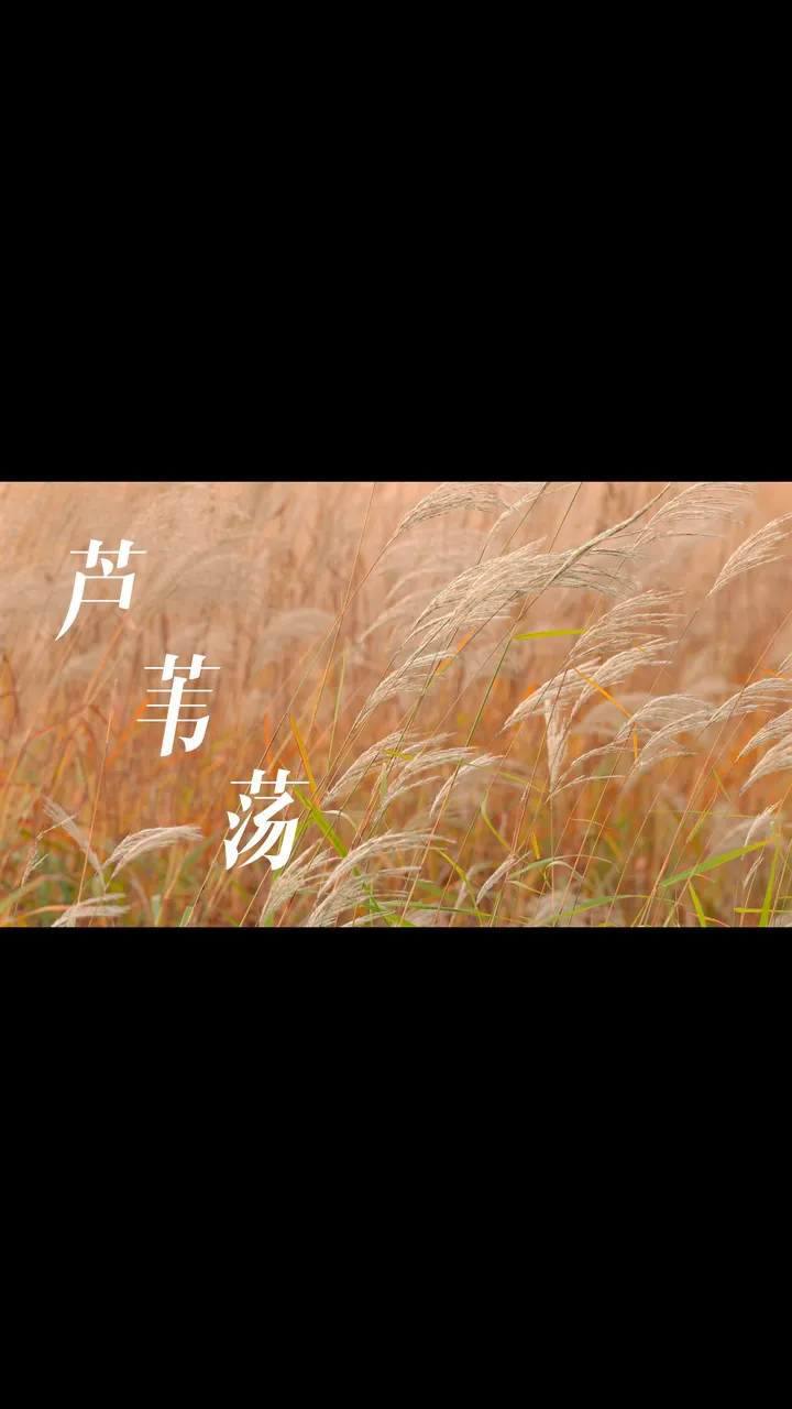 芦苇荡｜贵州｜