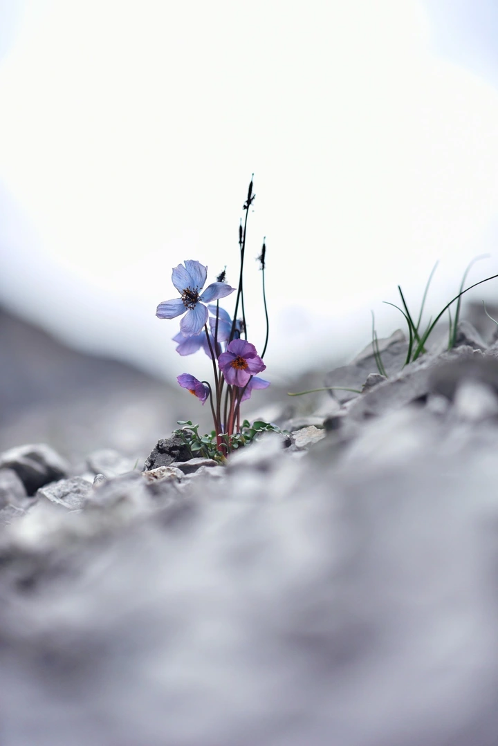 高山花卉