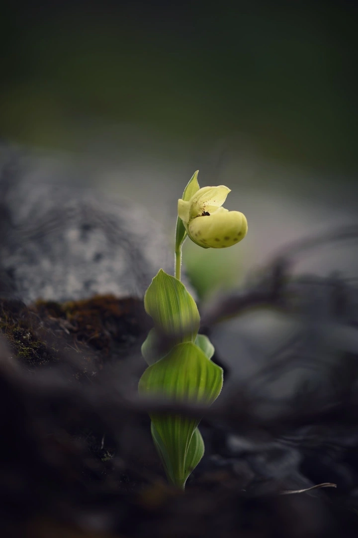 高山花卉